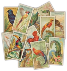 Craft Consortium Ephemera - The Collector / Birds (30 pcs)